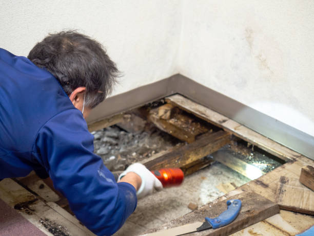 Mold Removal Process in Poplar Grove, IL