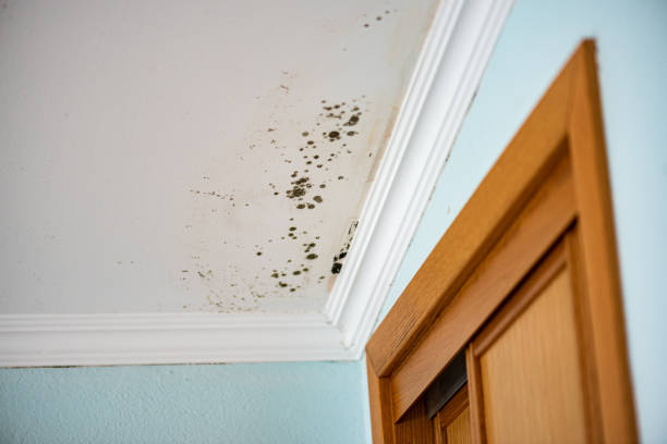 Best Fast Mold Removal  in Poplar Grove, IL