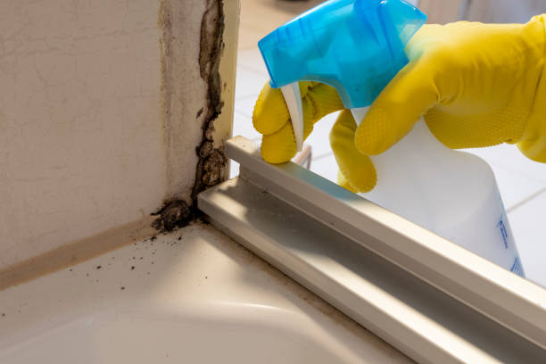 Best Mold Removal Process  in Poplar Grove, IL
