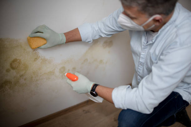 Best Office Mold Removal Services  in Poplar Grove, IL