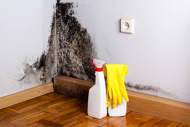 Best Local Mold Removal Service  in Poplar Grove, IL